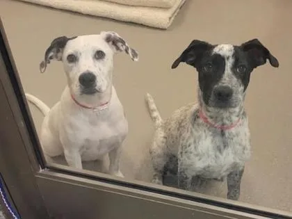 A baby medium-sized female Cattle Dog dog named Penny for adoption in Westland, MI