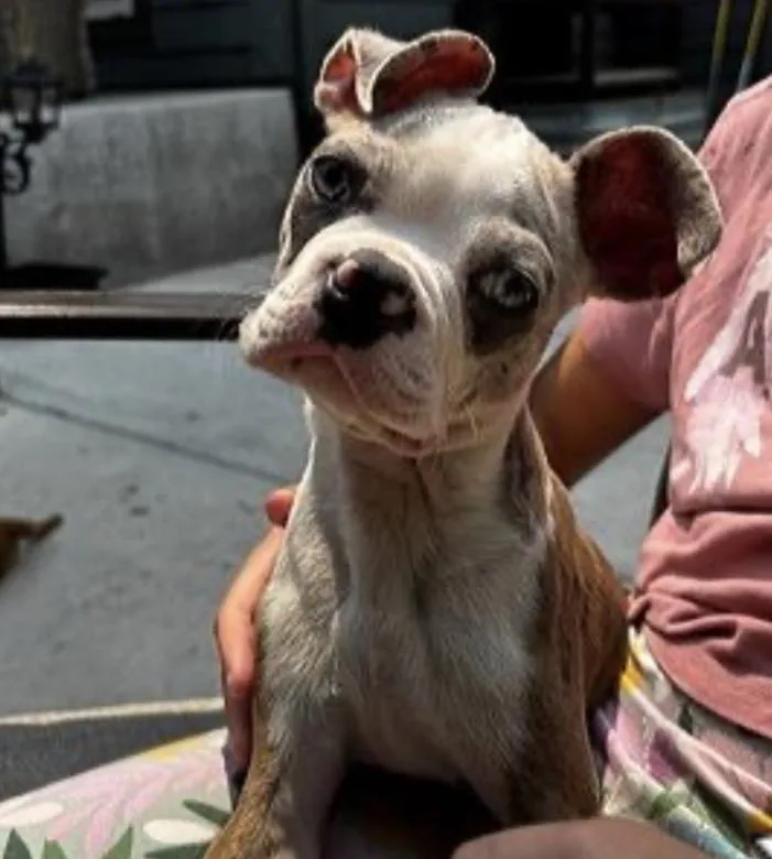 A baby small-sized male Boston Terrier dog named Oliver for adoption in Elizabeth, CO