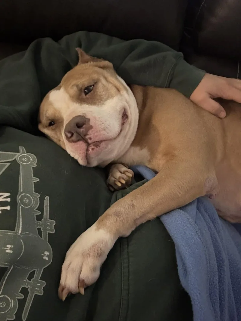 An adult large-sized female Pit Bull Terrier dog named Valka for adoption in Spotsylvania, VA
