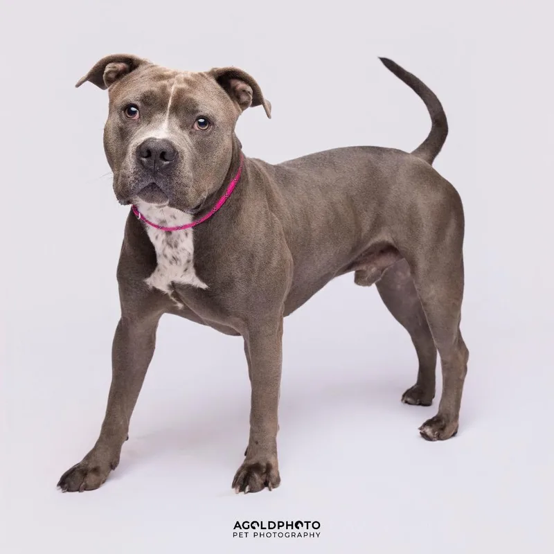 An adult medium-sized male Gray / Blue / Silver Terrier dog named Rocco for adoption in Tampa, FL