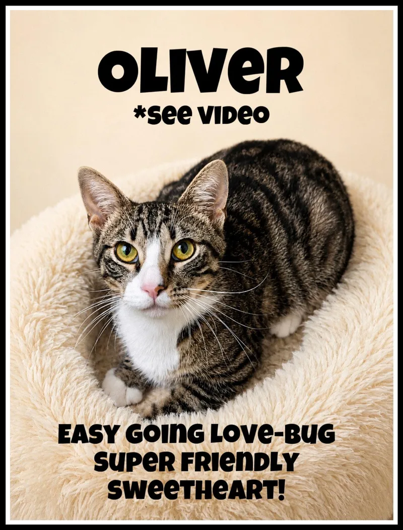 Oliverwillow Grove thumbnail 3