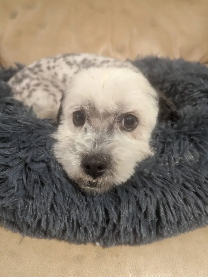 An adult small-sized female Shih Tzu dog named Buddah for adoption in Oakland, CA