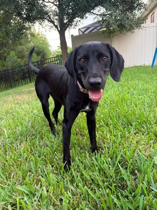 A young medium-sized male Black Labrador Retriever dog named Colt for adoption in Saint Petersburg, FL