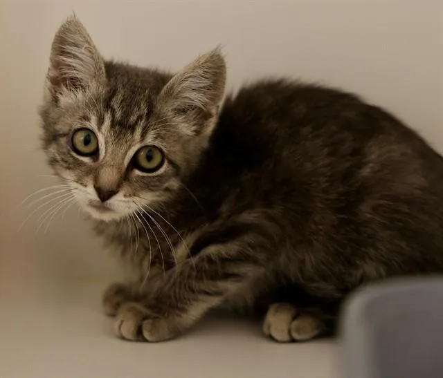 A baby small-sized male Domestic Short Hair cat named Skyler for adoption in San Luis Obispo, CA