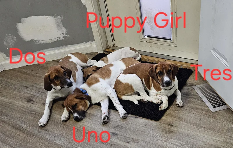 Puppy Girl thumbnail 2