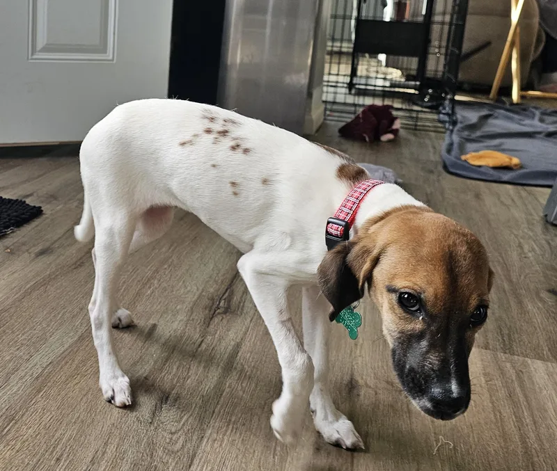 Puppy Girl thumbnail 3