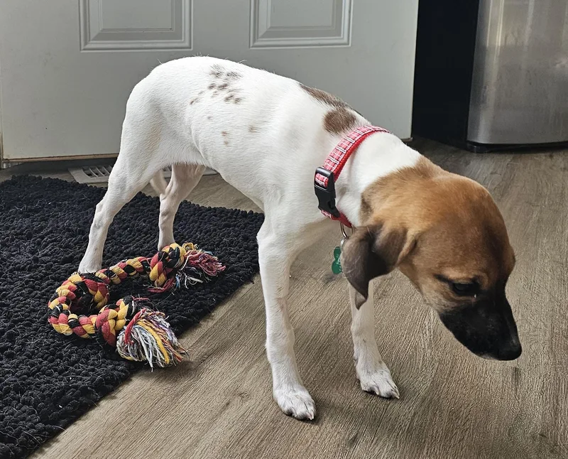 Puppy Girl thumbnail 4