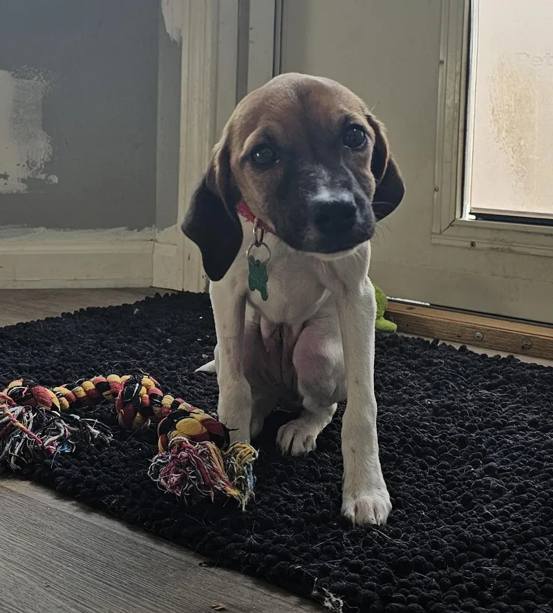A baby medium-sized female Terrier dog named Puppy Girl for adoption in Aurora, IL