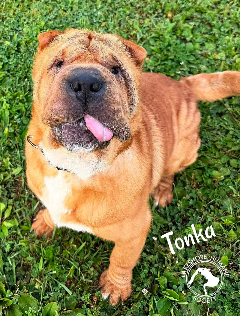Tonka