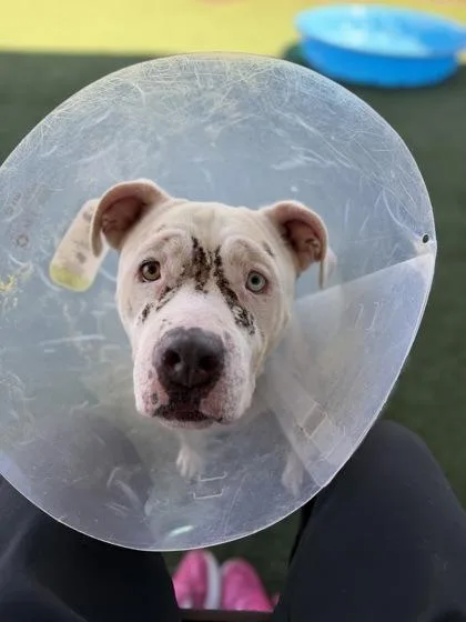 An adult large-sized female White / Cream Pit Bull Terrier dog named Sky for adoption in Sacramento, CA