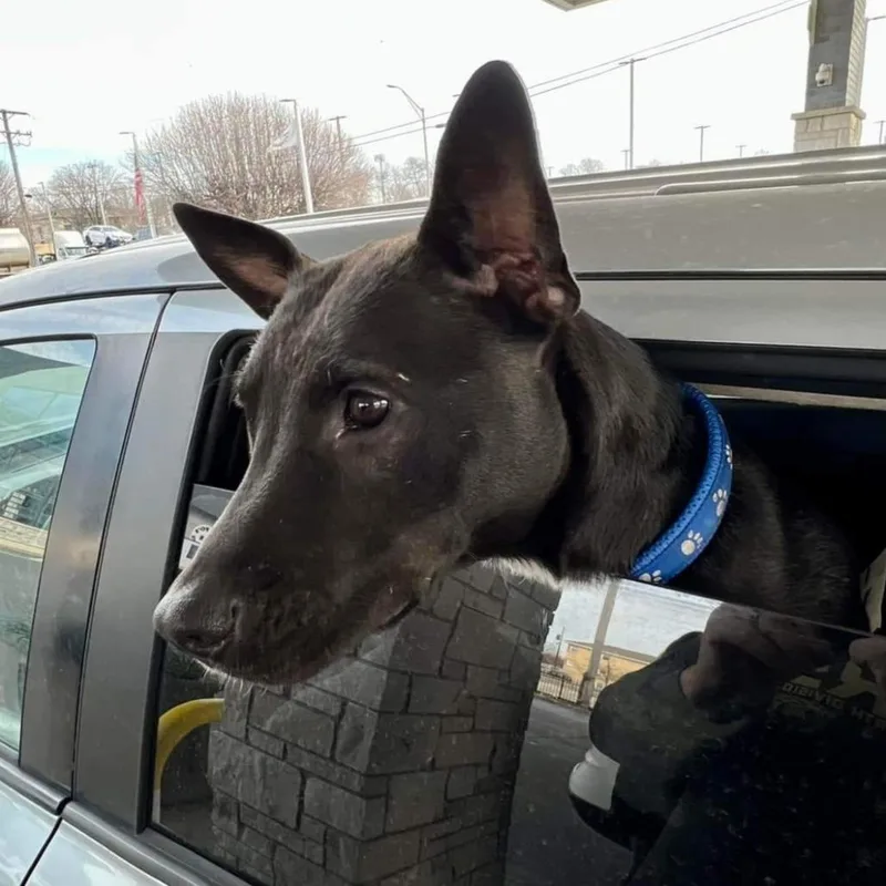 Mercedes thumbnail 5