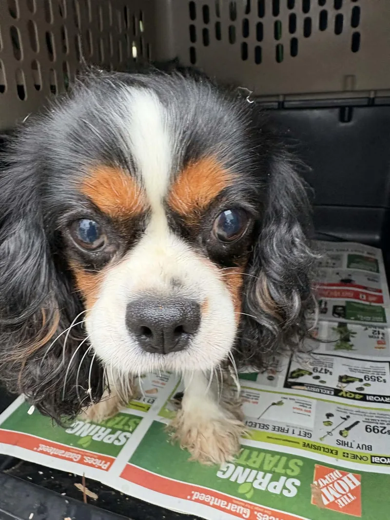 An adult medium-sized female Cavalier King Charles Spaniel dog named Cookie for adoption in Havertown, PA