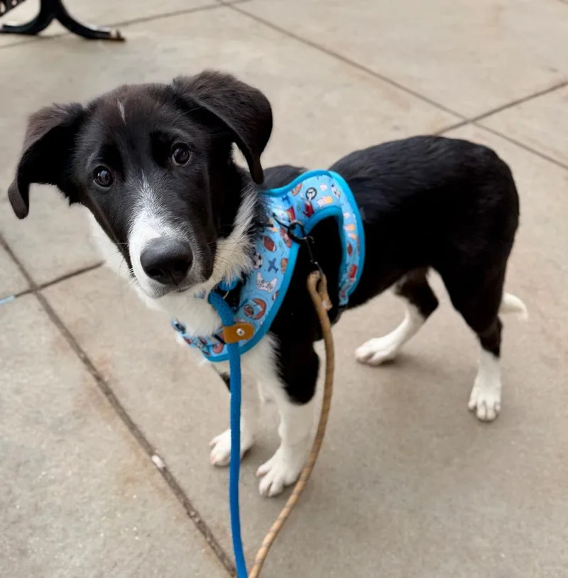 A baby medium-sized male Australian Cattle Dog / Blue Heeler dog named Rylee for adoption in Fort Lupton, CO