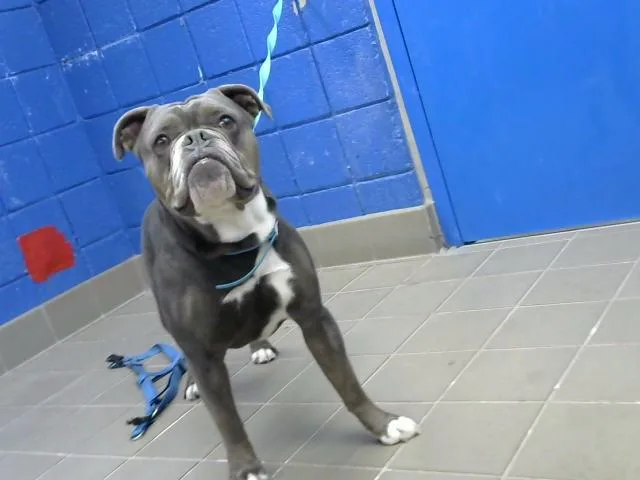 An adult medium-sized male Pit Bull Terrier dog named Arthur for adoption in Albuquerque, NM