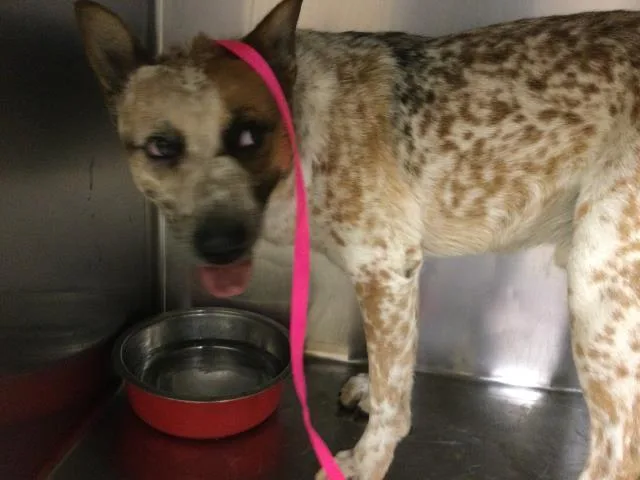 An adult medium-sized male Australian Cattle Dog / Blue Heeler dog named Shy Guy for adoption in Riverside, CA