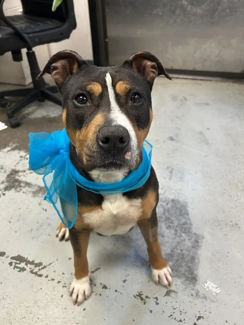 A young medium-sized female Pit Bull Terrier dog named Bodega for adoption in Tracy, CA