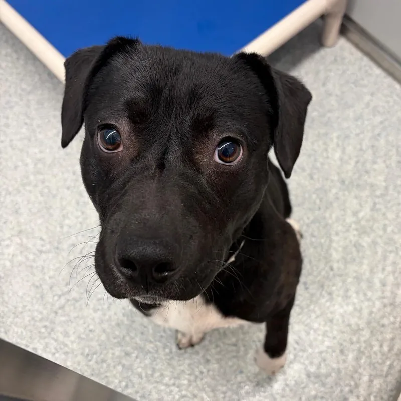 An adult medium-sized male Black American Staffordshire Terrier dog named TeeBow for adoption in Greenville, SC