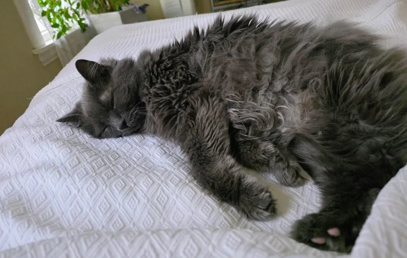 A senior medium-sized female Domestic Long Hair cat named Blue for adoption in Minneapolis, MN