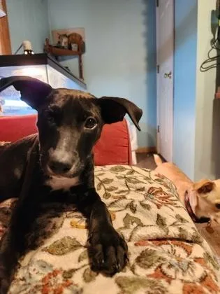 A baby medium-sized female Mixed Breed dog named Wednesday for adoption in Independence, MO