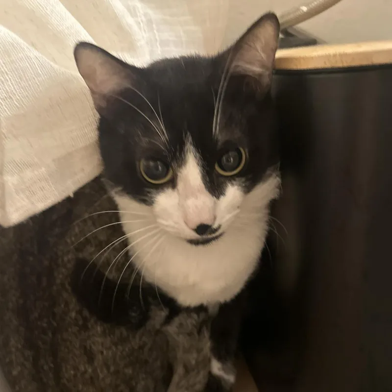 A young medium-sized male Black Domestic Short Hair cat named Acceptable Worm for adoption in Austin, TX