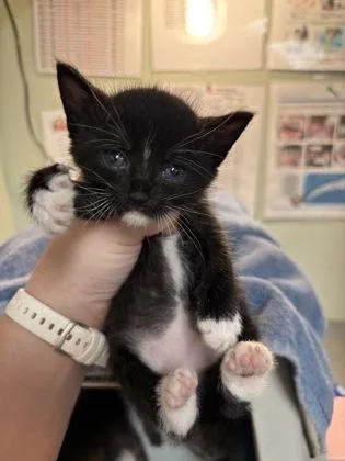 A baby medium-sized male Domestic Short Hair cat named Stark for adoption in Picayune, MS