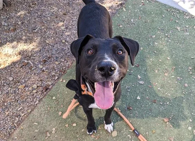 A young large-sized male Labrador Retriever dog named River for adoption in Mesa, AZ