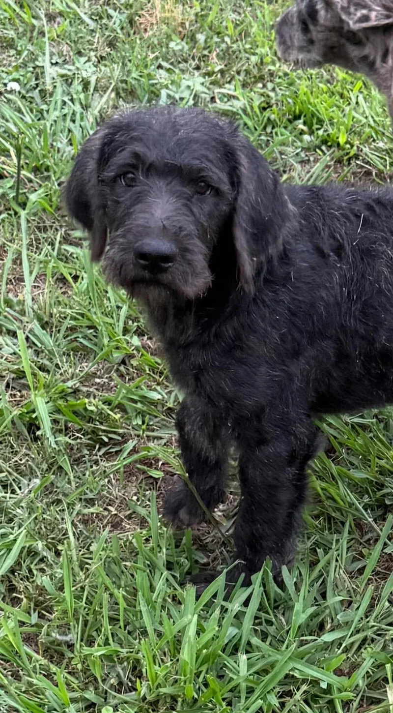 A baby medium-sized male Mixed Breed dog named Lupine for adoption in Northwood, NH