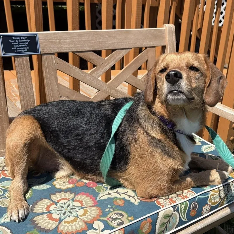 Puppercino thumbnail 2