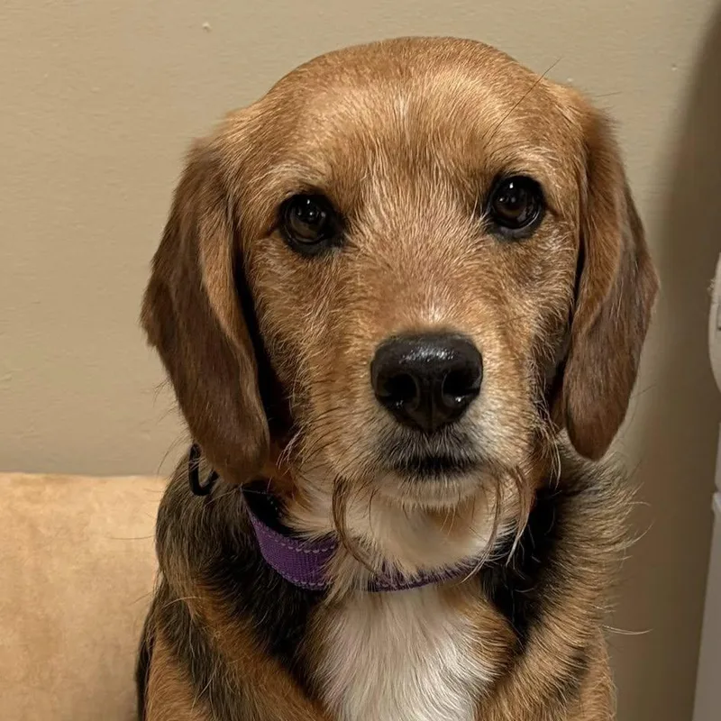 Puppercino thumbnail 3