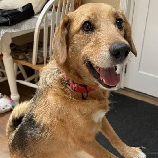 Puppercino thumbnail 4