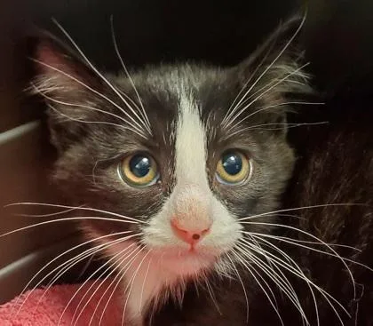 A young large-sized male Domestic Short Hair cat named Soup for adoption in Kansas City, MO
