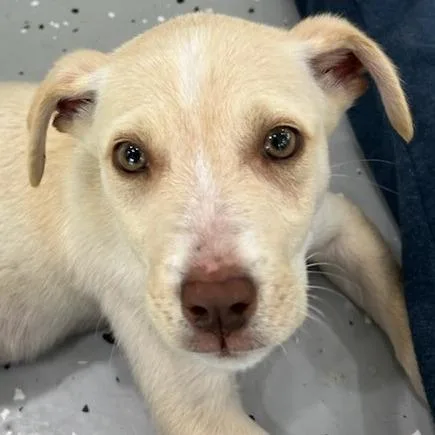 A baby medium-sized male Yellow / Tan / Blond / Fawn Terrier dog named Goat for adoption in Calverton, NY