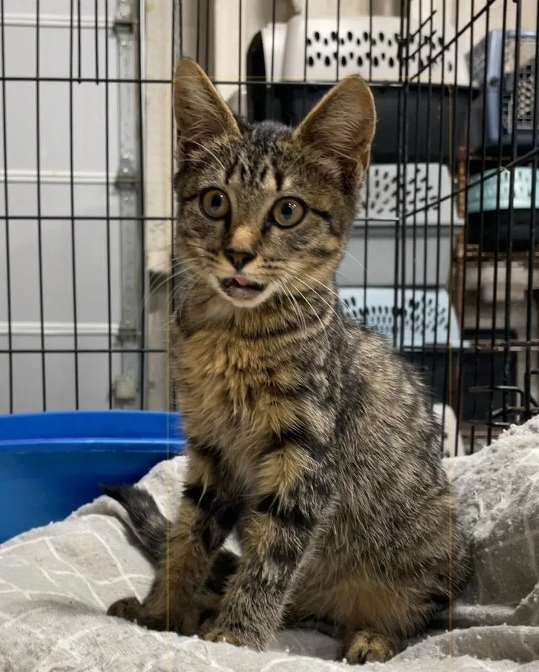 A baby small-sized female Domestic Short Hair cat named Marina for adoption in Corpus Christi, TX