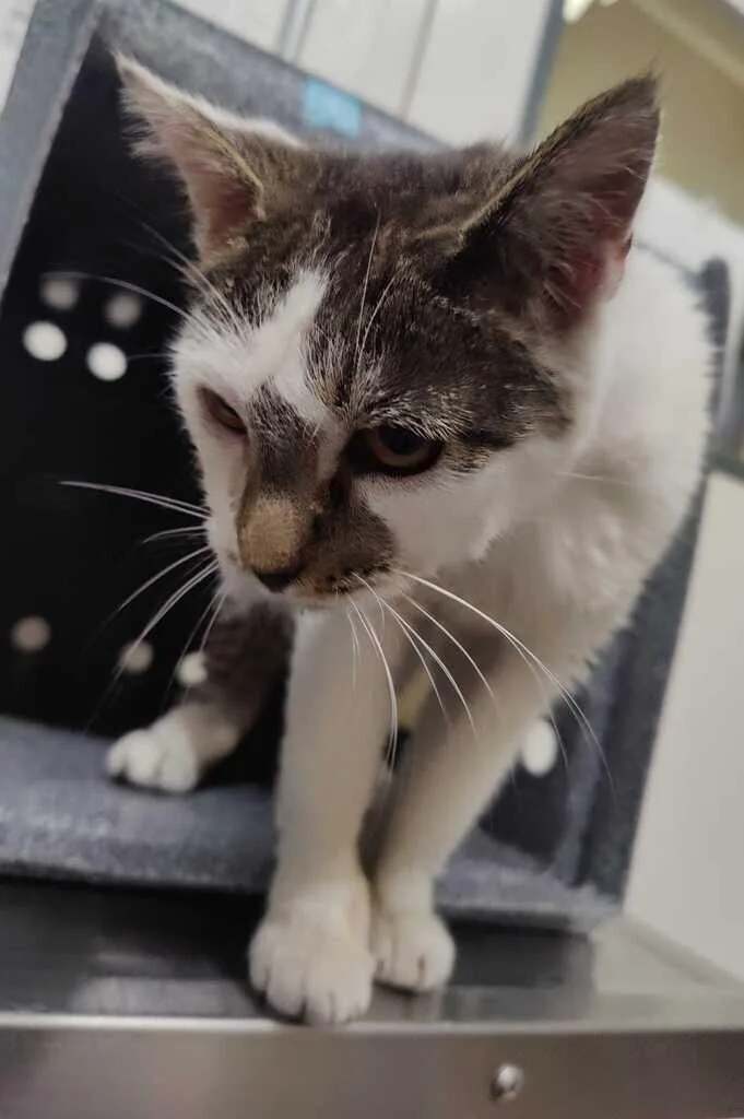 A senior medium-sized female Tabby (Brown / Chocolate) Domestic Short Hair cat named Stick for adoption in Fruit Heights, UT