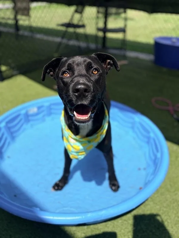 An adult large-sized male Labrador Retriever dog named Leo for adoption in Lafayette, LA
