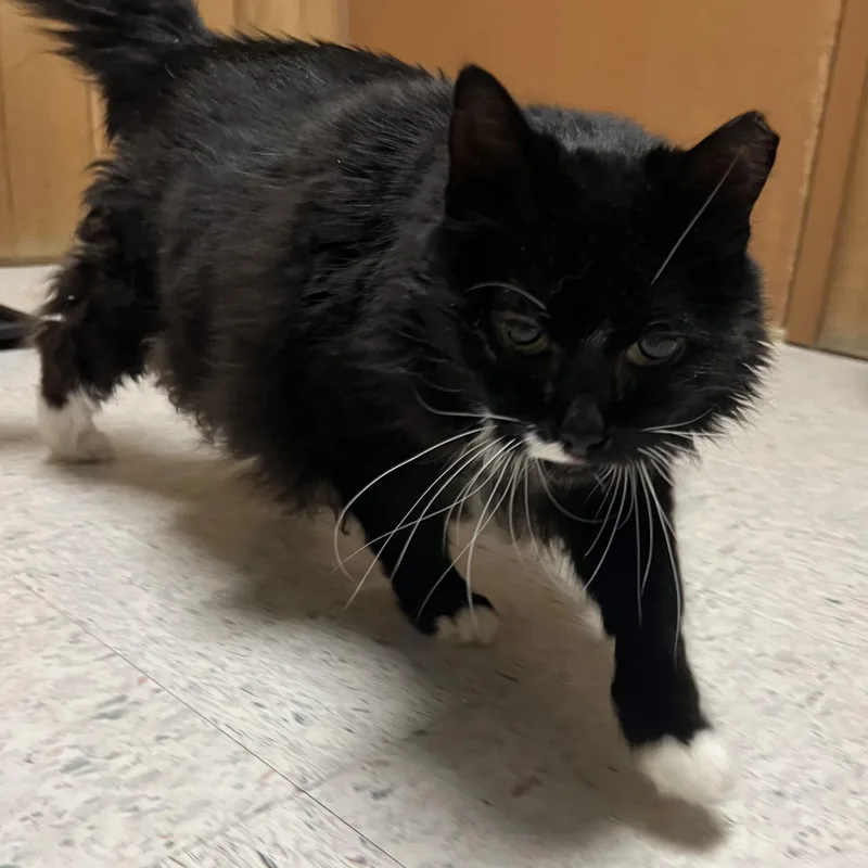 Salem
