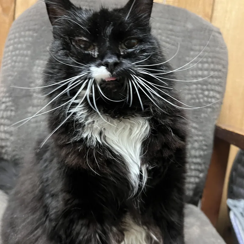 Salem thumbnail 3