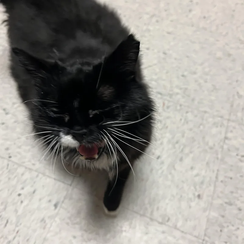 Salem thumbnail 4