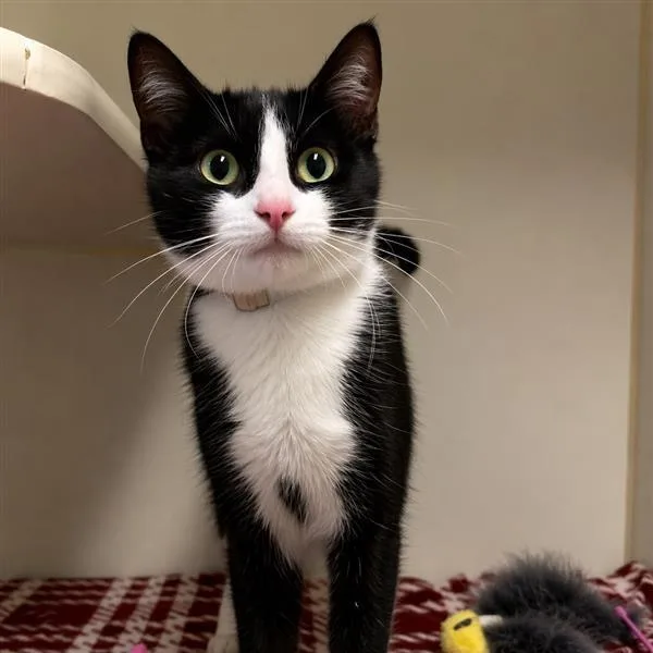An adult medium-sized female Black Domestic Short Hair cat named Calla Lily for adoption in Long Beach, CA