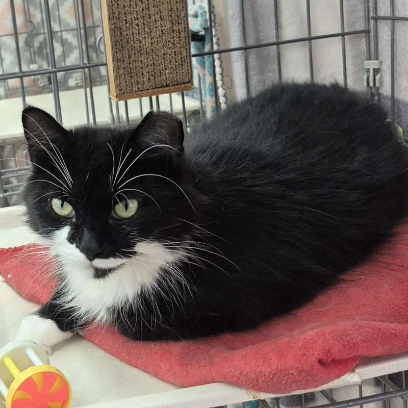 An adult medium-sized female Black & White / Tuxedo Domestic Medium Hair cat named Penelope for adoption in Raritan, NJ