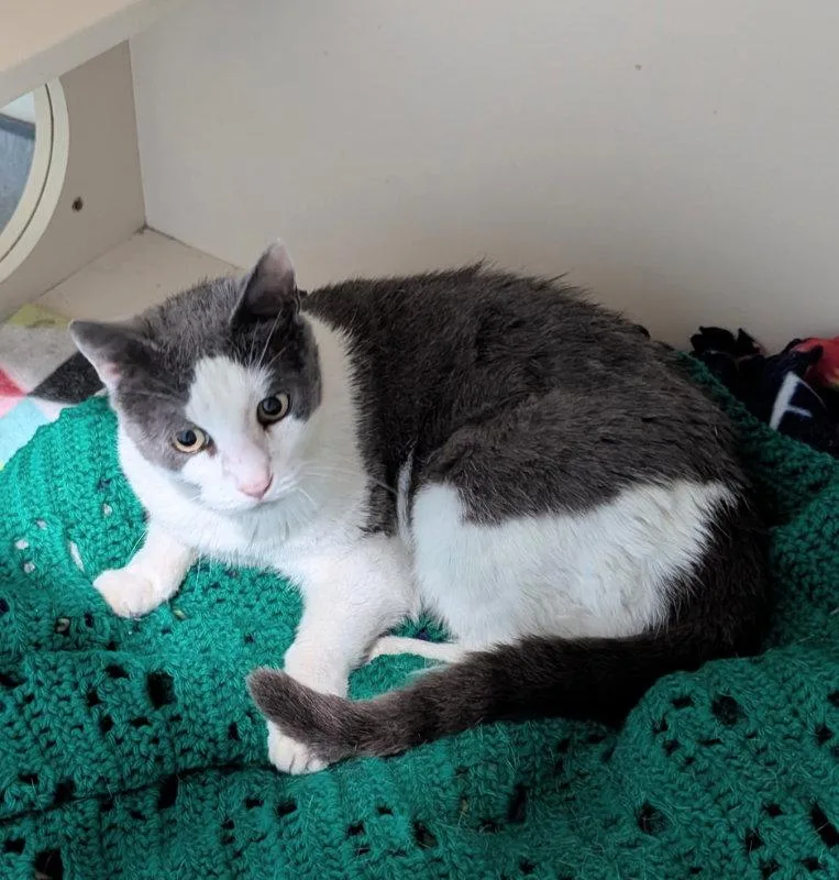 A senior medium-sized female Gray & White Domestic Short Hair cat named Wilma for adoption in Ocala, FL