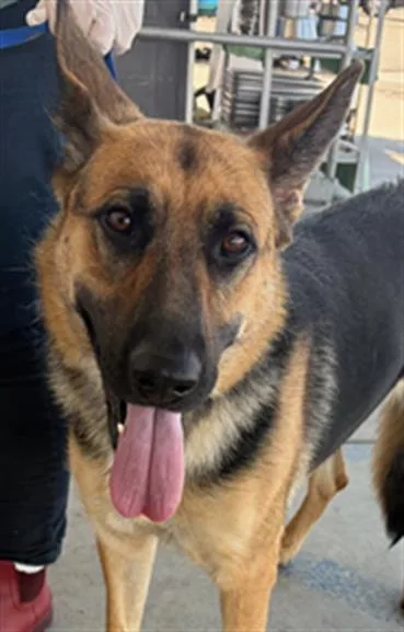 A young large-sized female German Shepherd Dog dog named Maisy for adoption in Bakersfield, CA