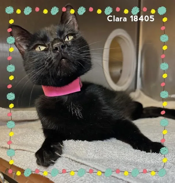Clara thumbnail 2