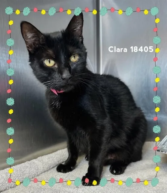 Clara thumbnail 5