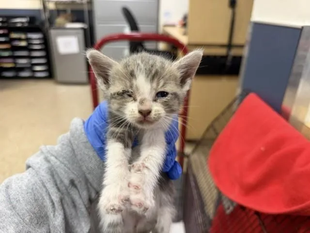 A baby small-sized female Domestic Short Hair cat named Auzana for adoption in Miami, FL
