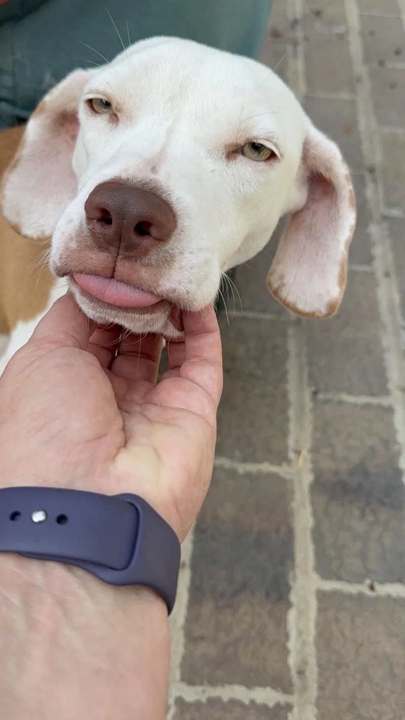A young medium-sized female Beagle dog named Edwina for adoption in Holbrook, NY