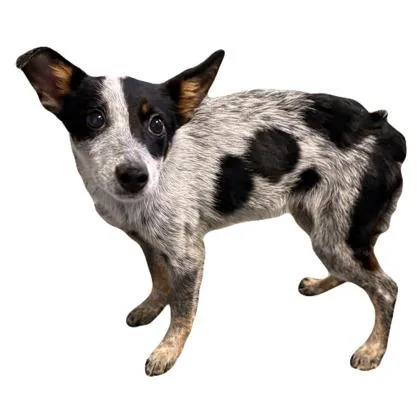 A baby medium-sized male Australian Cattle Dog / Blue Heeler dog named Pebbles for adoption in Red Bluff, CA