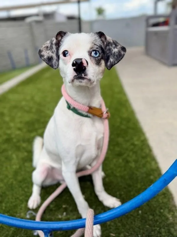 A young small-sized male Terrier dog named Norman for adoption in Salt Lake City, UT