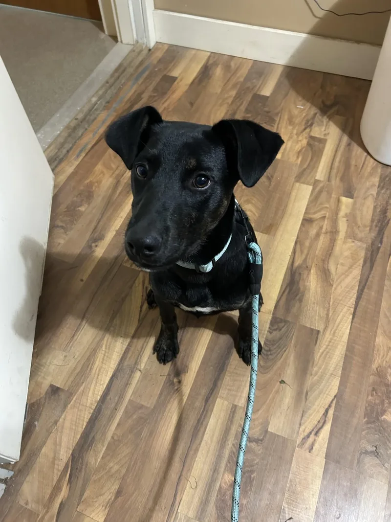 A young medium-sized male Labrador Retriever dog named Bear for adoption in Baldwin, MI