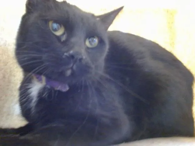 A young medium-sized female Domestic Short Hair cat named Star for adoption in Albuquerque, NM